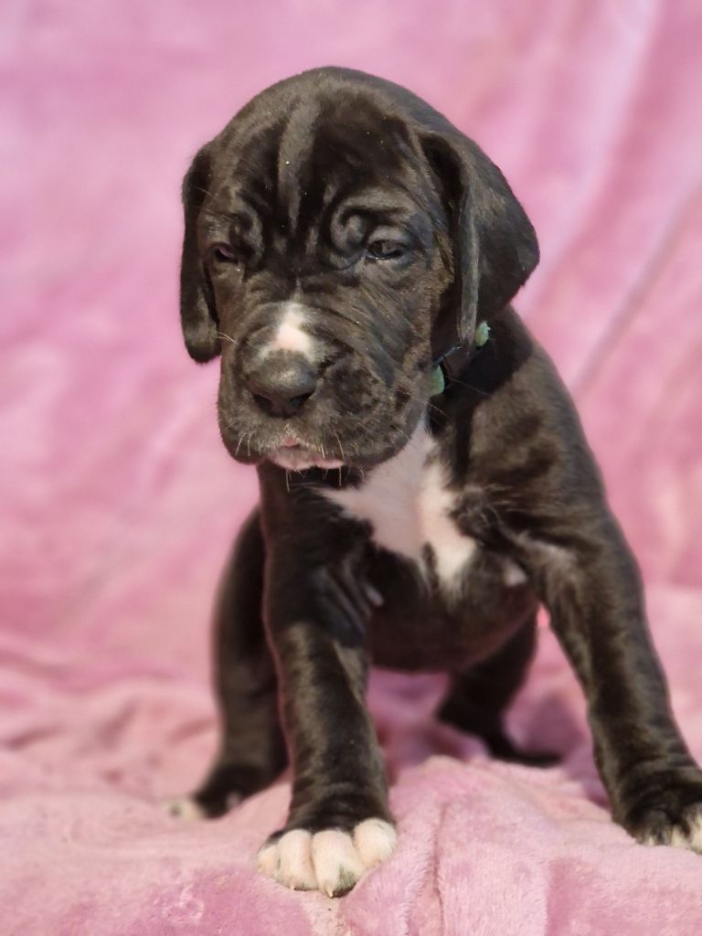 du domaine du rupt de mad - Chiots disponibles - Dogue allemand