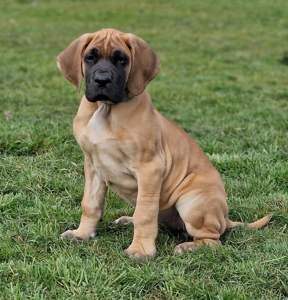 du domaine du rupt de mad - Chiots disponibles - Dogue allemand