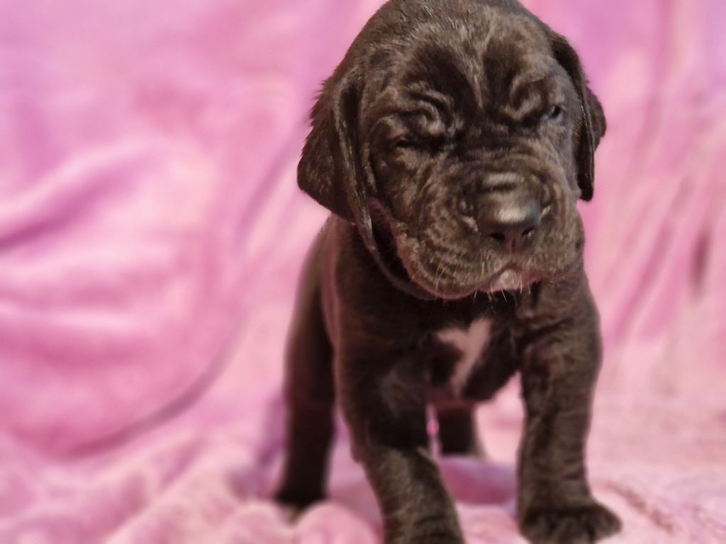 du domaine du rupt de mad - Chiots disponibles - Dogue allemand