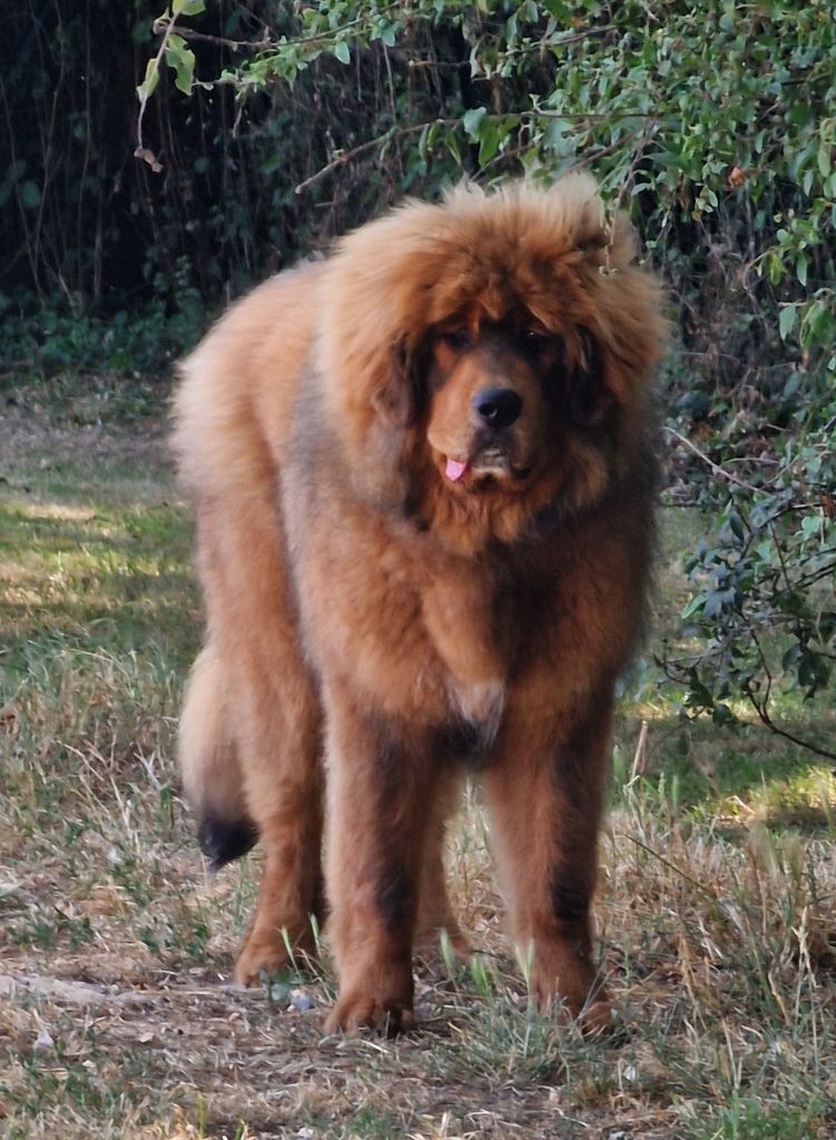 du domaine du rupt de mad - Chiots disponibles - Dogue du Tibet