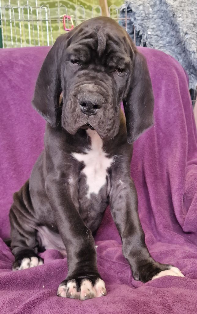 du domaine du rupt de mad - Dogue allemand - Portée née le 17/02/2023