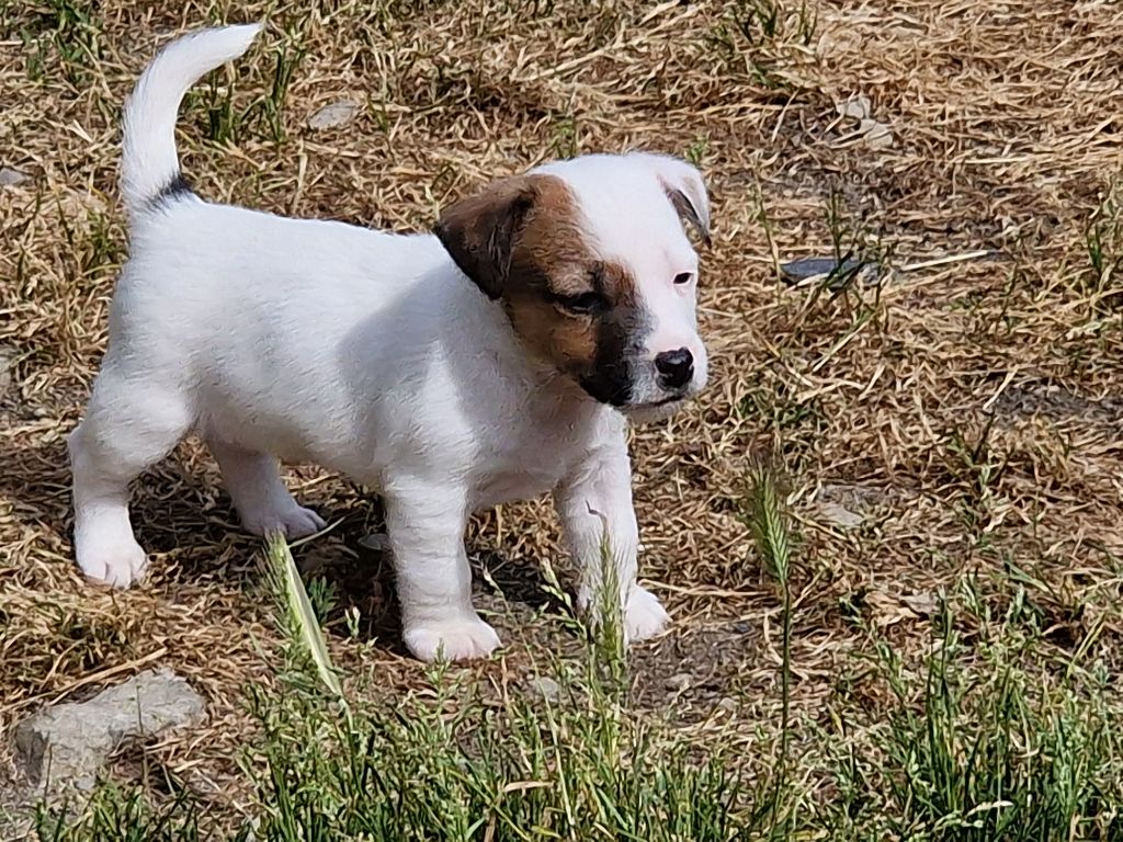 du domaine du rupt de mad - Chiots disponibles - Jack Russell Terrier
