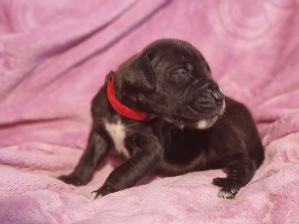 du domaine du rupt de mad - Chiots disponibles - Dogue allemand