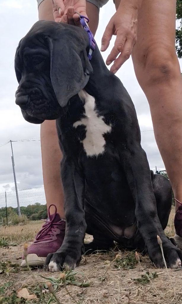 du domaine du rupt de mad - Chiots disponibles - Dogue allemand