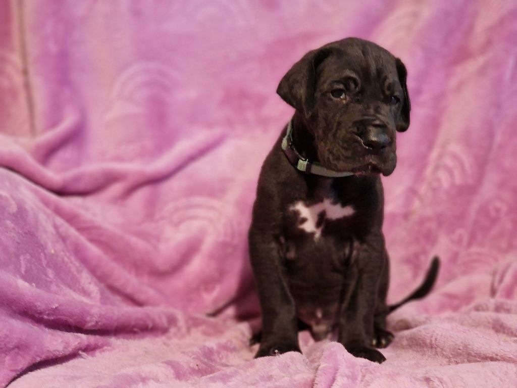 du domaine du rupt de mad - Chiots disponibles - Dogue allemand