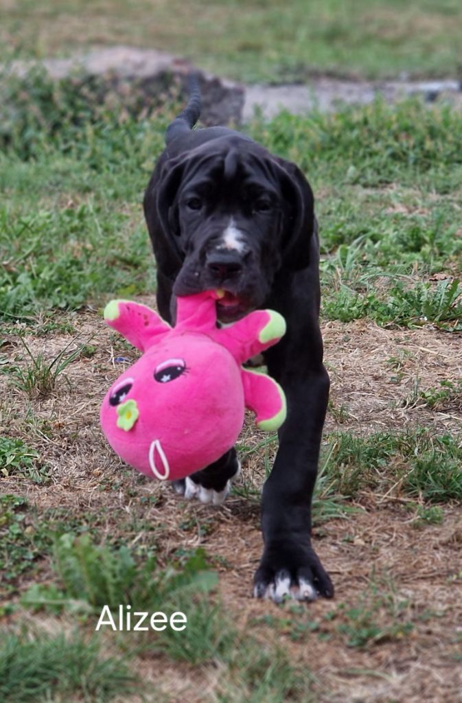 du domaine du rupt de mad - Chiots disponibles - Dogue allemand
