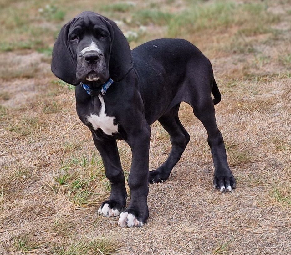du domaine du rupt de mad - Chiots disponibles - Dogue allemand