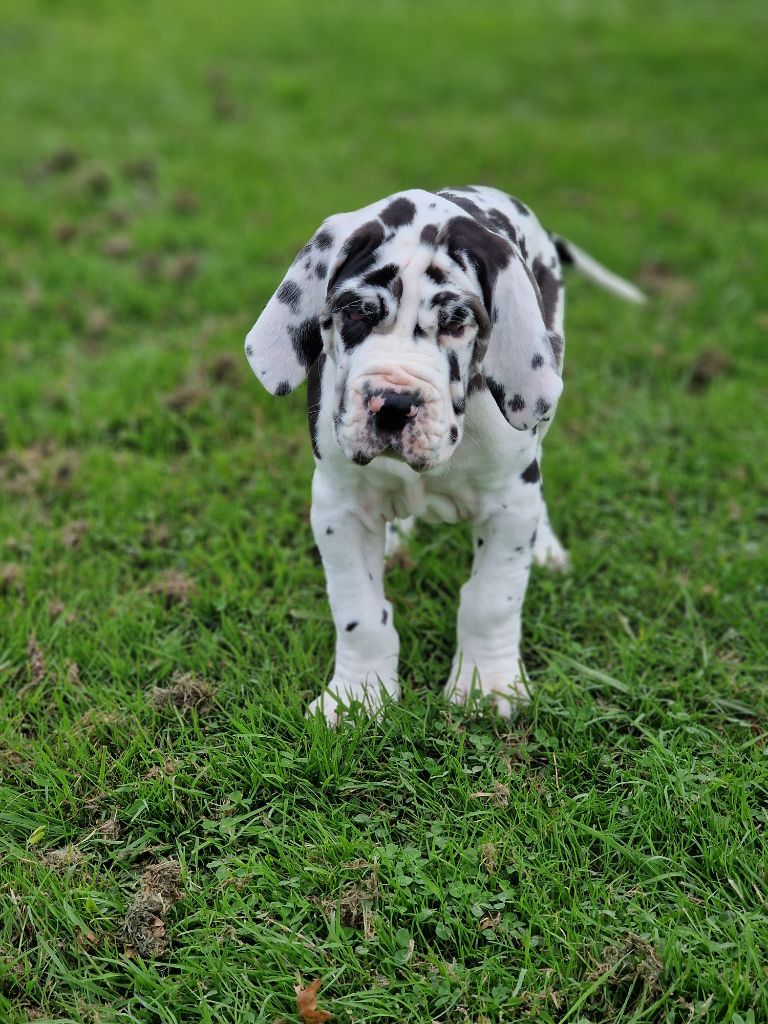 du domaine du rupt de mad - Chiots disponibles - Dogue allemand