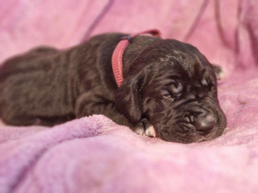 du domaine du rupt de mad - Chiots disponibles - Dogue allemand