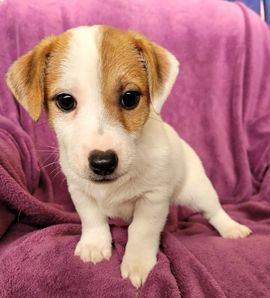 du domaine du rupt de mad - Jack Russell Terrier - Portée née le 19/08/2022