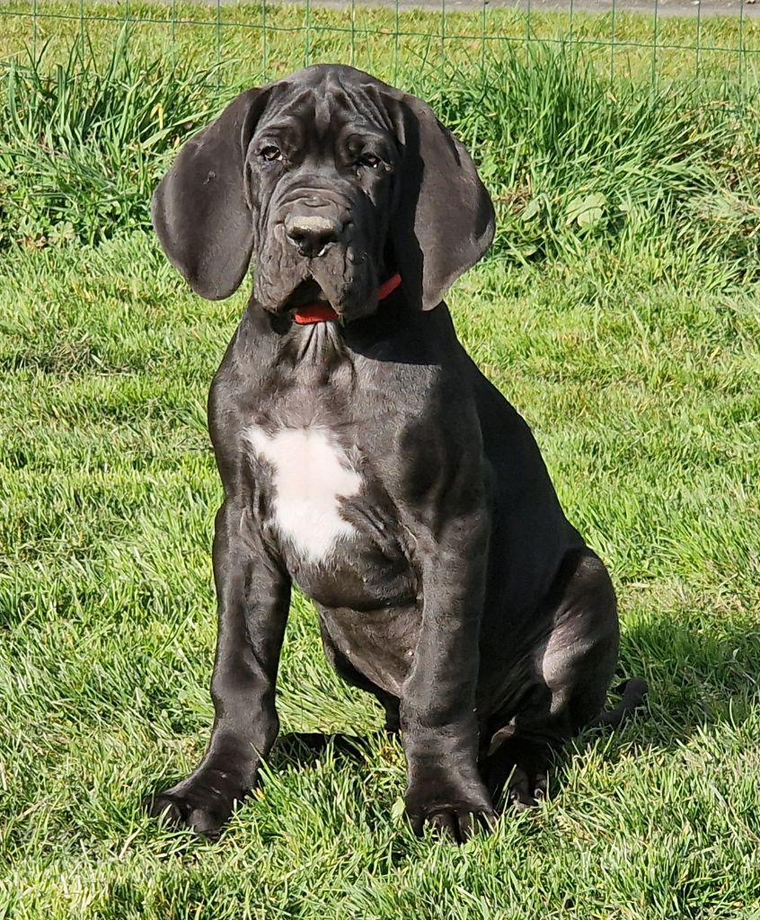 du domaine du rupt de mad - Chiots disponibles - Dogue allemand