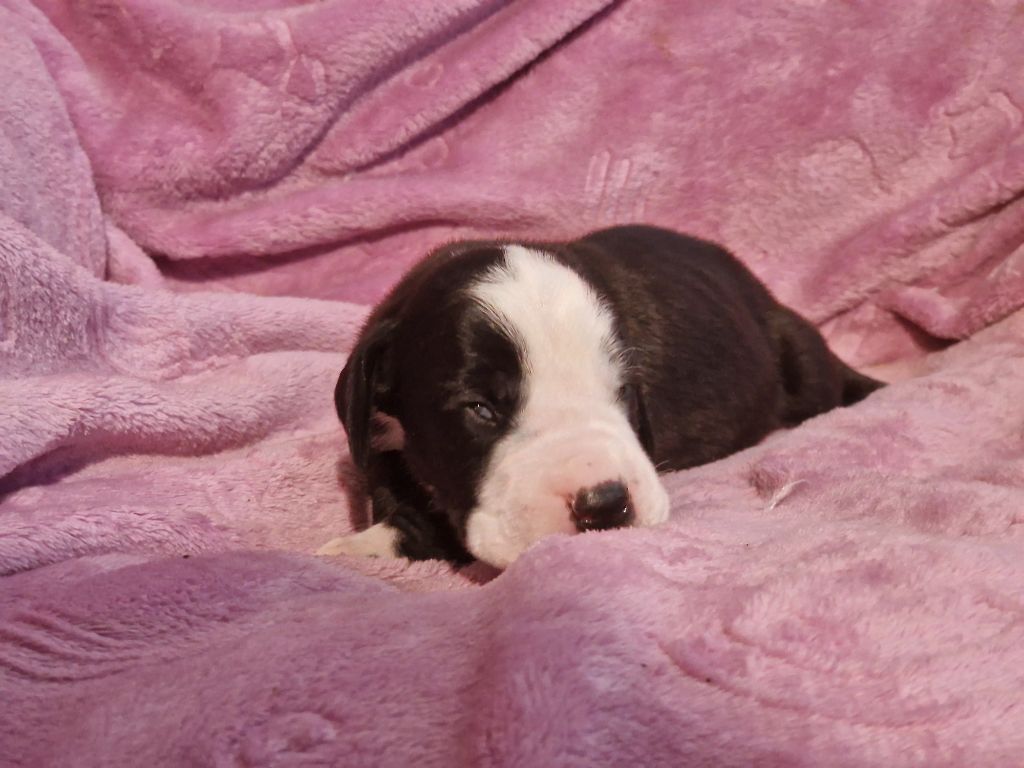 du domaine du rupt de mad - Chiots disponibles - Dogue allemand