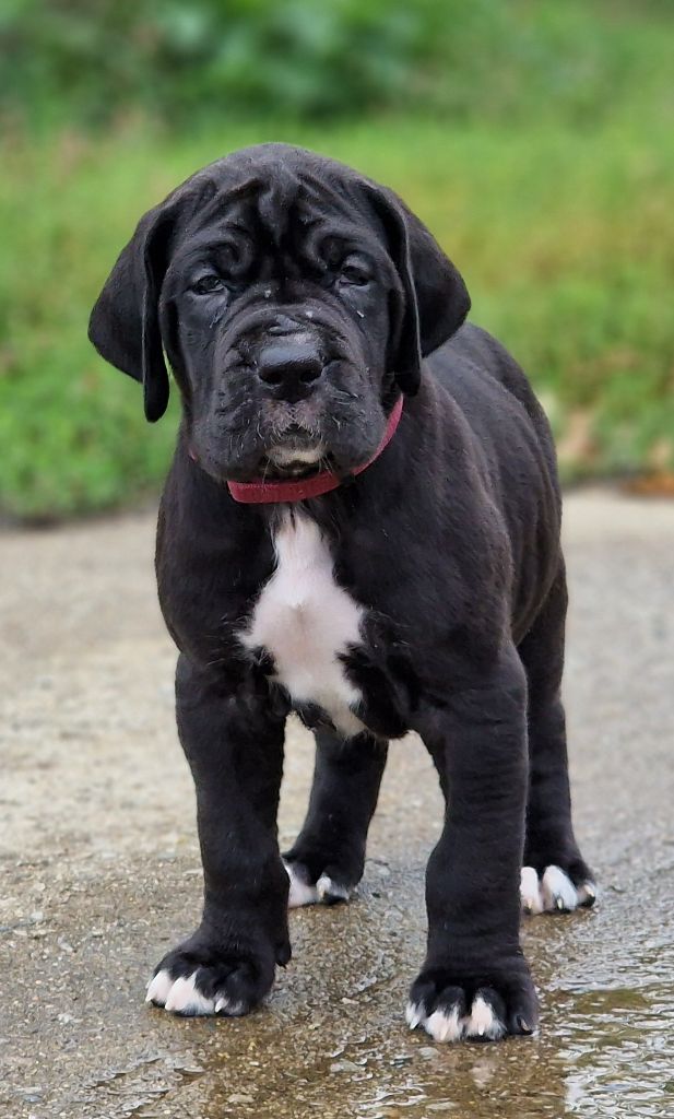 du domaine du rupt de mad - Chiots disponibles - Dogue allemand