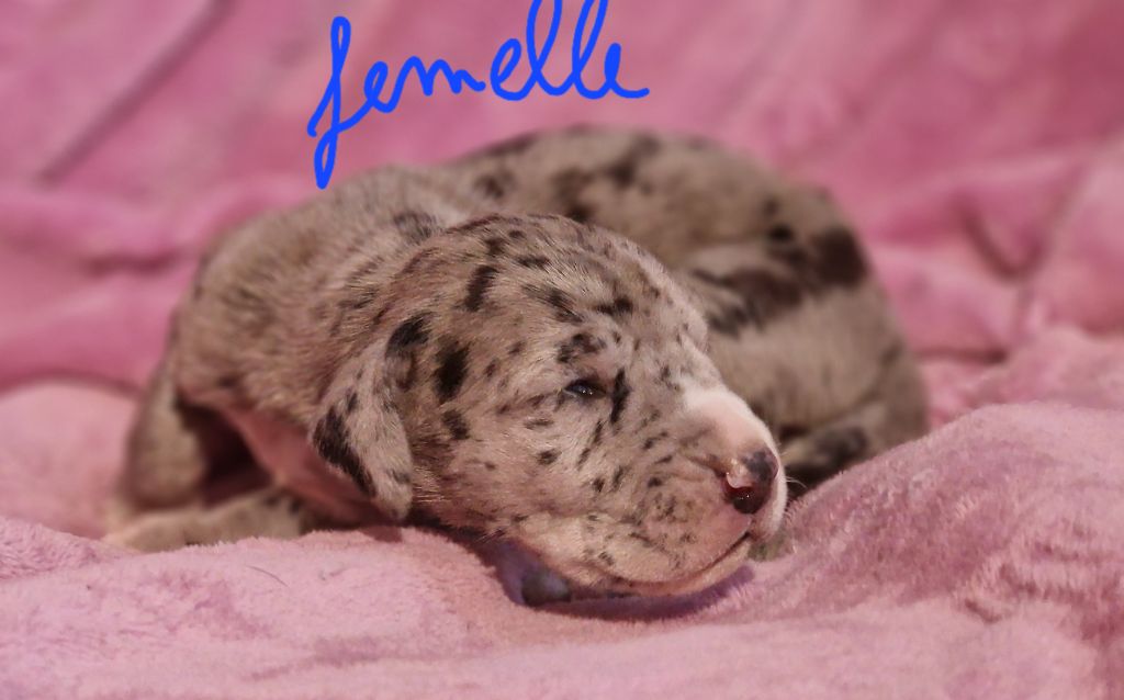 du domaine du rupt de mad - Chiots disponibles - Dogue allemand