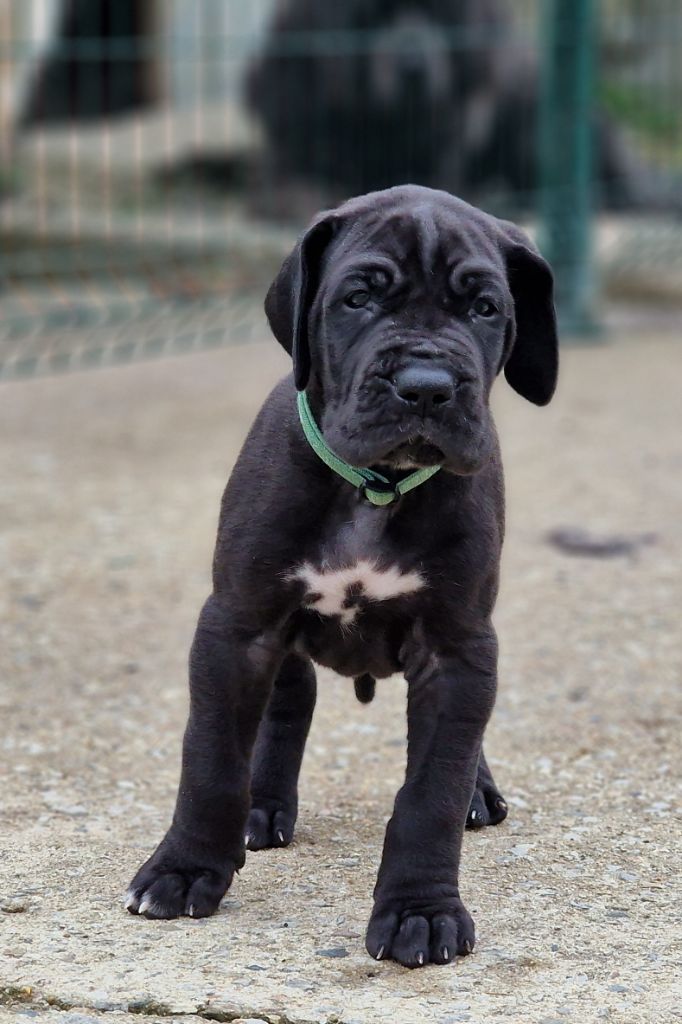 du domaine du rupt de mad - Chiots disponibles - Dogue allemand