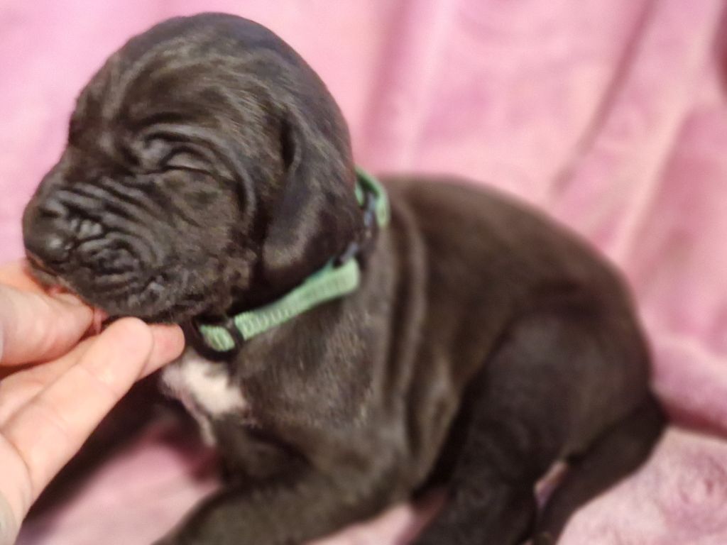 du domaine du rupt de mad - Chiots disponibles - Dogue allemand