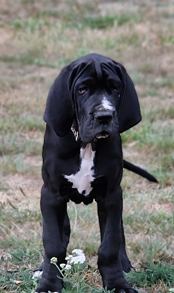 du domaine du rupt de mad - Chiots disponibles - Dogue allemand