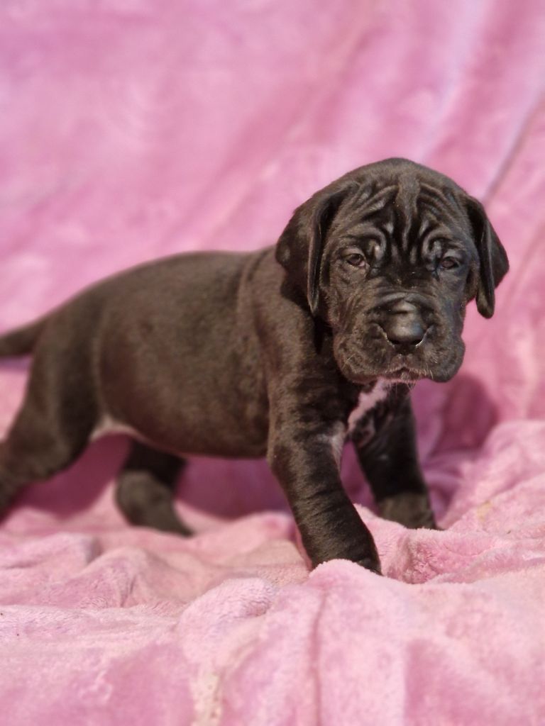 du domaine du rupt de mad - Chiots disponibles - Dogue allemand