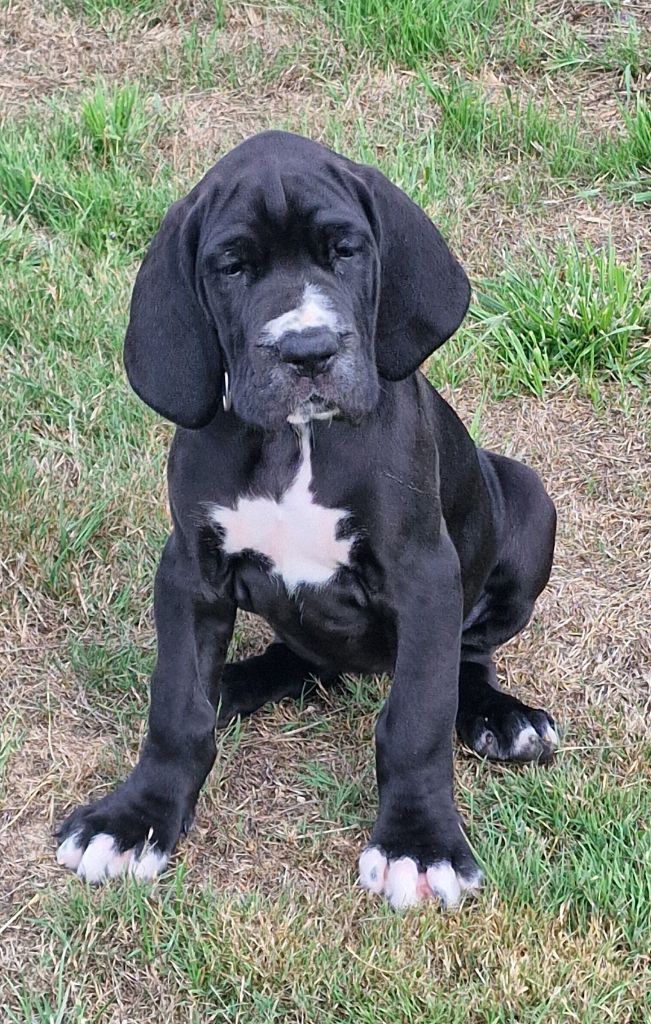 du domaine du rupt de mad - Chiots disponibles - Dogue allemand
