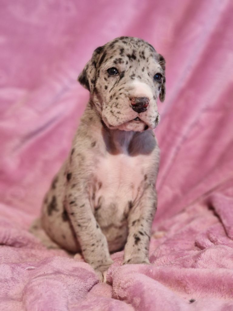 du domaine du rupt de mad - Chiots disponibles - Dogue allemand