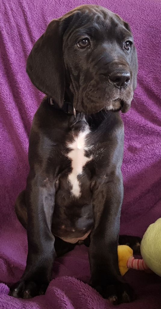 du domaine du rupt de mad - Dogue allemand - Portée née le 18/12/2019