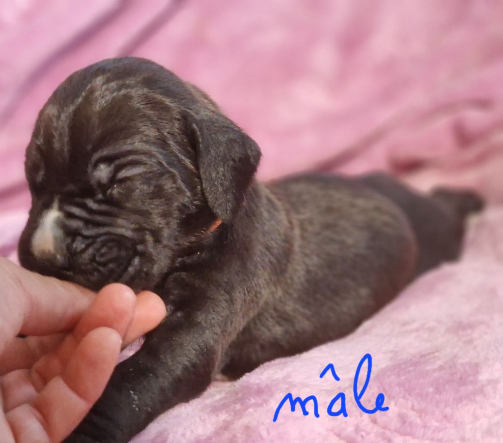 du domaine du rupt de mad - Chiots disponibles - Dogue allemand