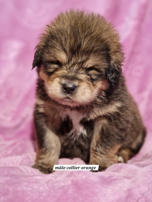 Mâle collier orange