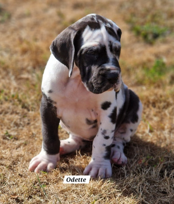 B Odette