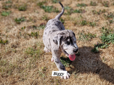 Biggy