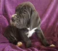 Ruby