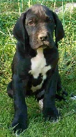 Baron