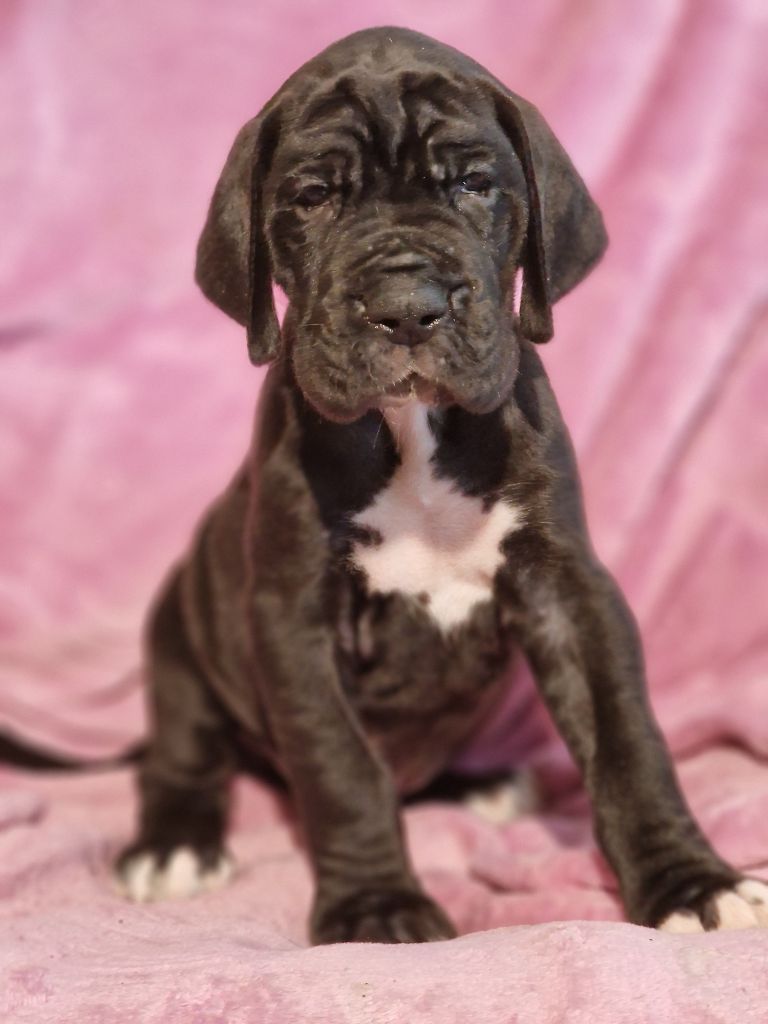 du domaine du rupt de mad - Chiots disponibles - Dogue allemand