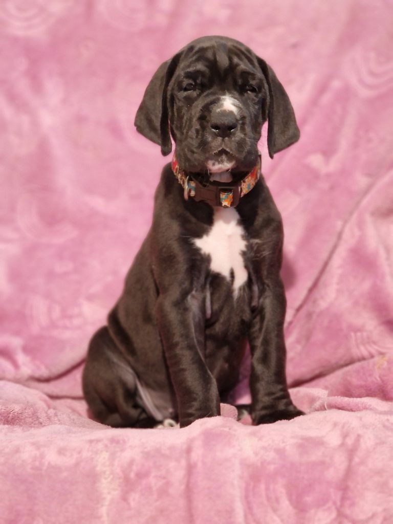 du domaine du rupt de mad - Chiots disponibles - Dogue allemand