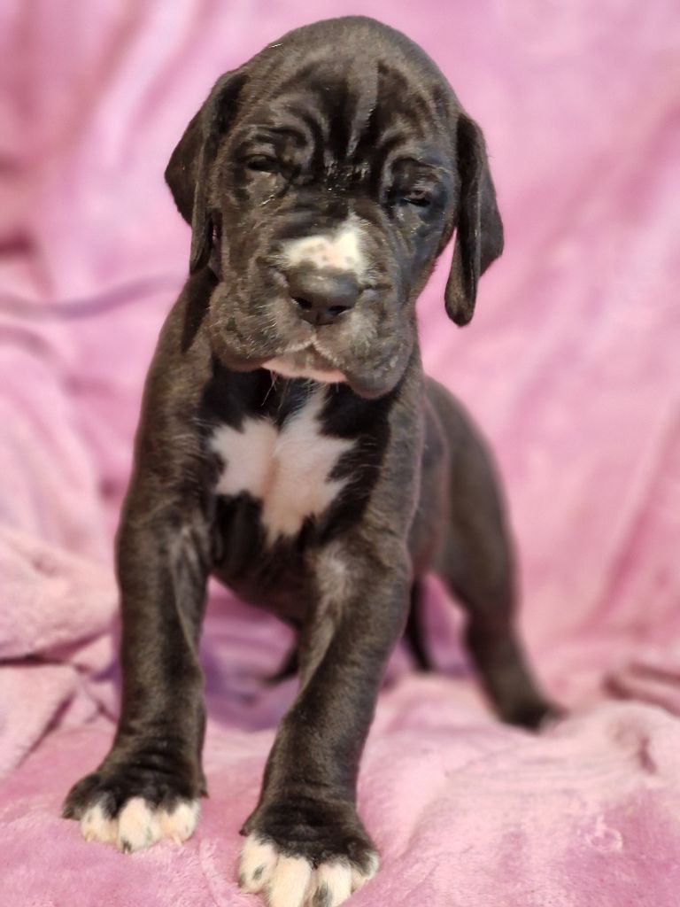 du domaine du rupt de mad - Chiots disponibles - Dogue allemand