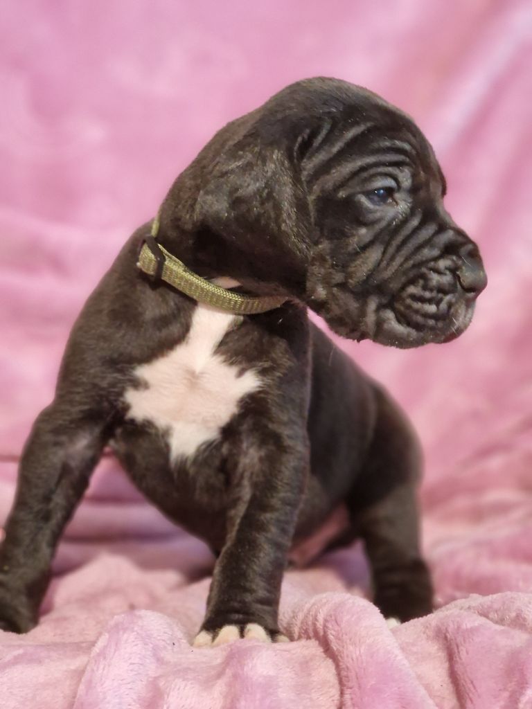 du domaine du rupt de mad - Chiots disponibles - Dogue allemand