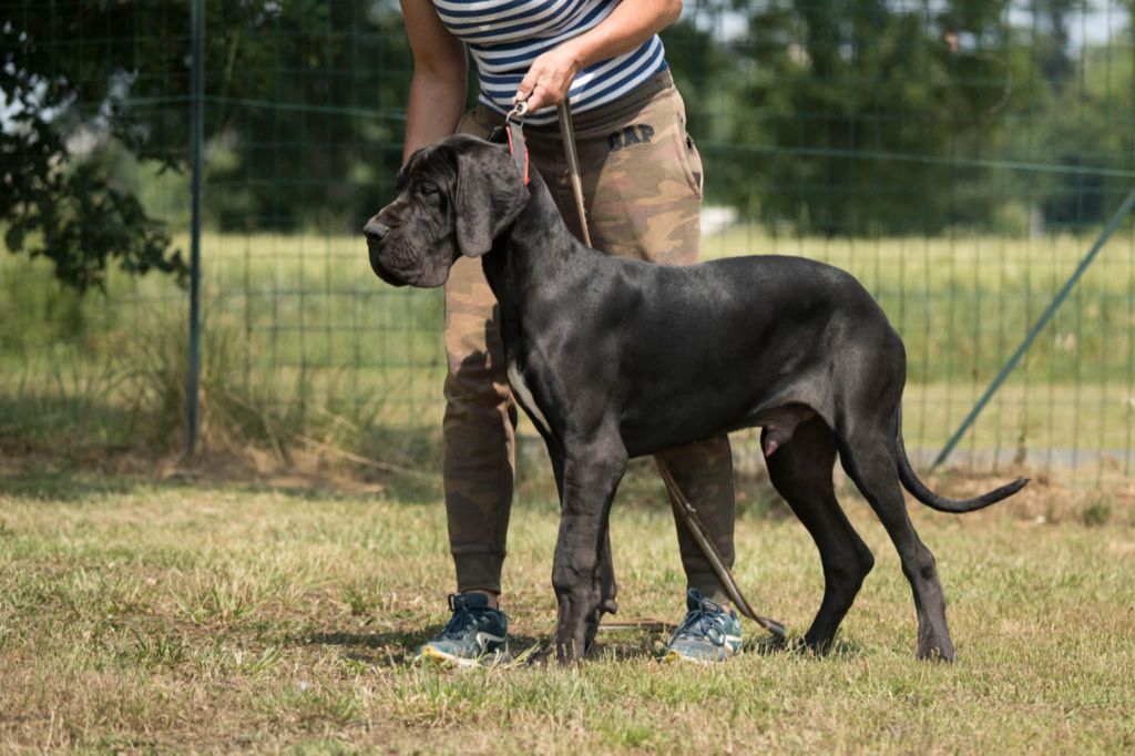 du domaine du rupt de mad - Chiots disponibles - Dogue allemand