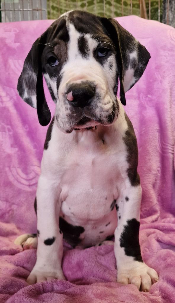 du domaine du rupt de mad - Dogue allemand - Portée née le 17/07/2024