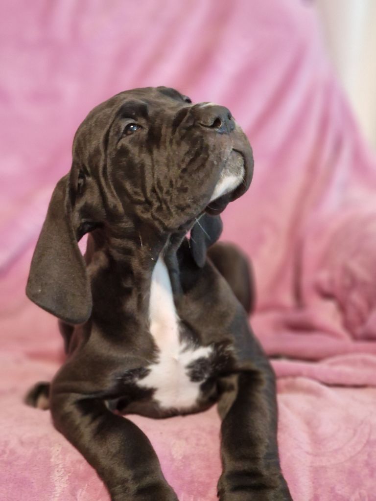 du domaine du rupt de mad - Chiots disponibles - Dogue allemand