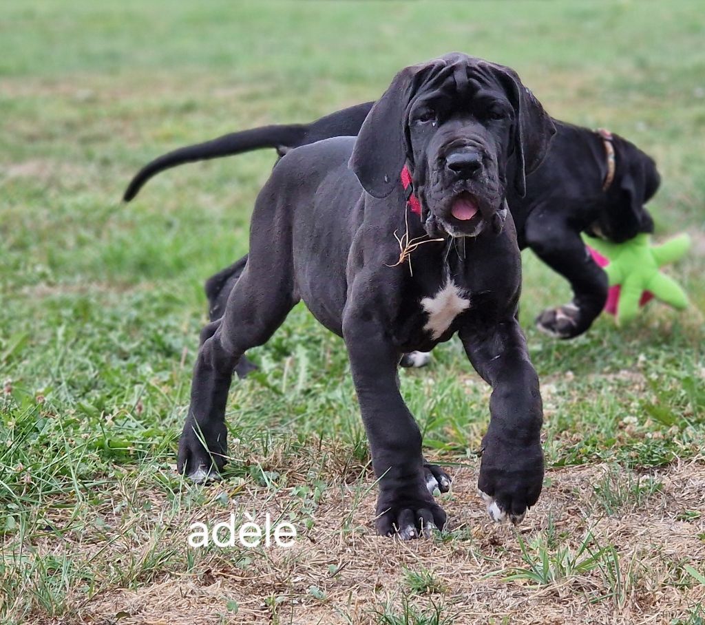 du domaine du rupt de mad - Chiots disponibles - Dogue allemand