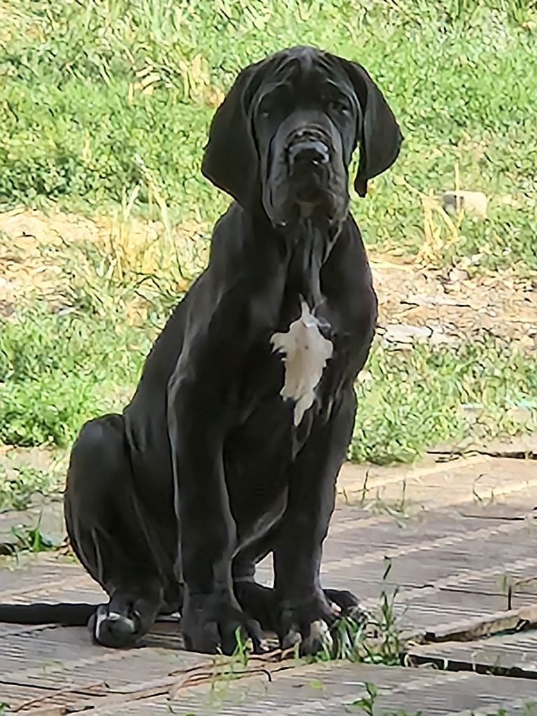 du domaine du rupt de mad - Chiots disponibles - Dogue allemand