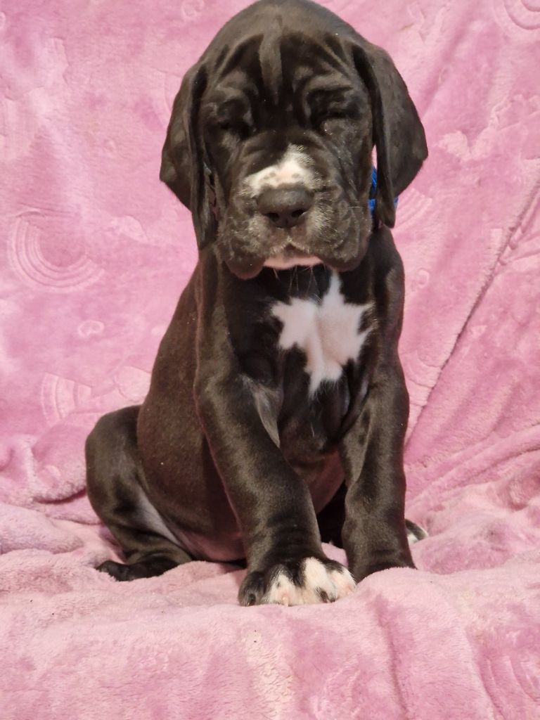 du domaine du rupt de mad - Chiots disponibles - Dogue allemand