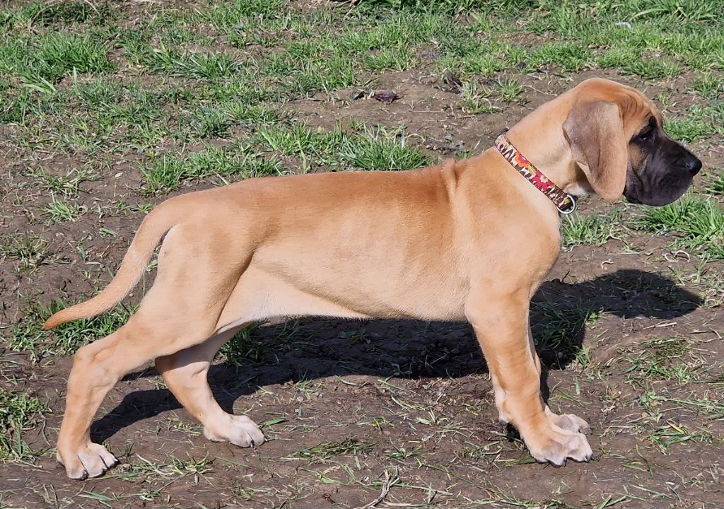 du domaine du rupt de mad - Chiots disponibles - Dogue allemand