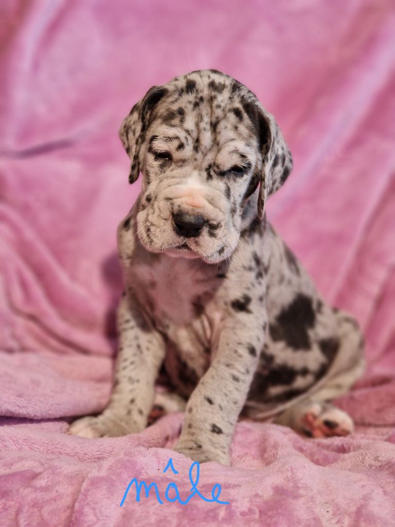 du domaine du rupt de mad - Chiots disponibles - Dogue allemand