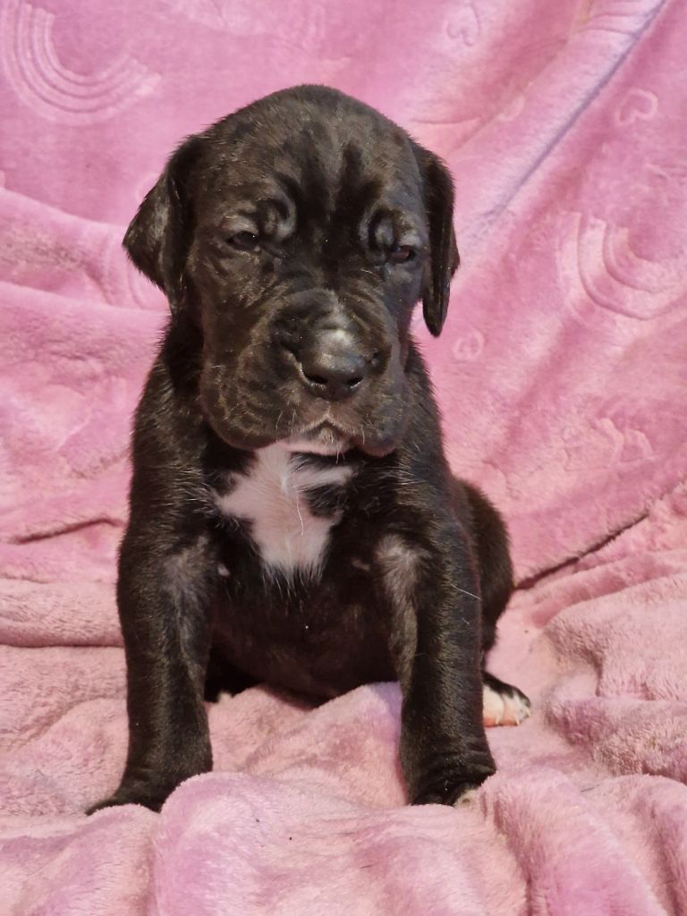 du domaine du rupt de mad - Chiots disponibles - Dogue allemand