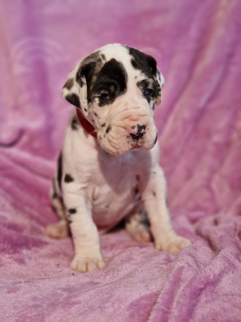 du domaine du rupt de mad - Chiots disponibles - Dogue allemand