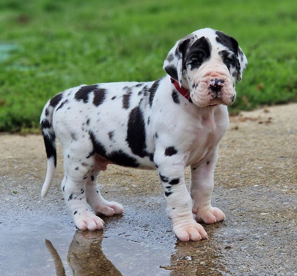 du domaine du rupt de mad - Chiots disponibles - Dogue allemand