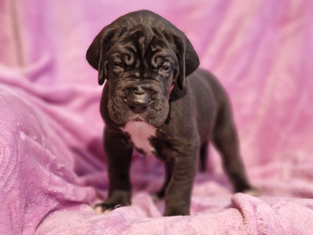 du domaine du rupt de mad - Chiots disponibles - Dogue allemand