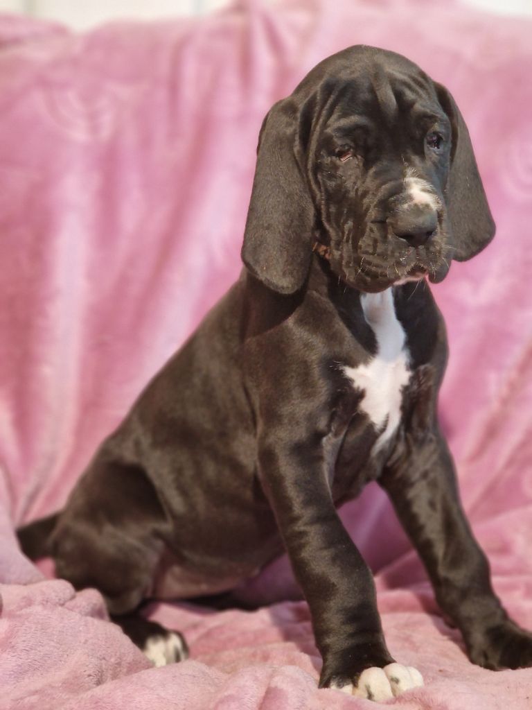 du domaine du rupt de mad - Chiots disponibles - Dogue allemand