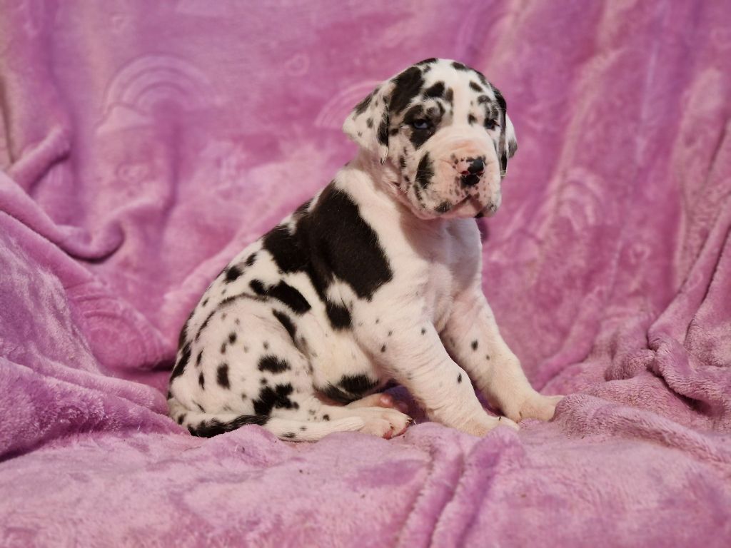 du domaine du rupt de mad - Chiots disponibles - Dogue allemand