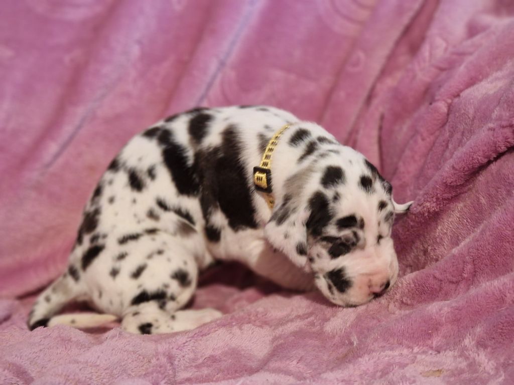 du domaine du rupt de mad - Chiots disponibles - Dogue allemand